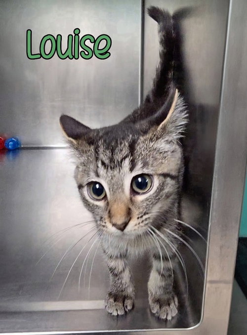 Photo 4 of Louise