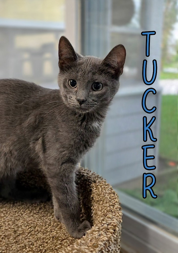 Tucker Image