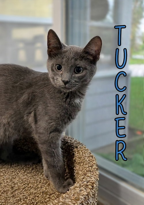 Tucker, Young Domestic Short Hair / Mixed, cat for adoption in Findlay, Ohio