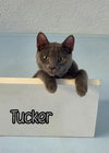 Tucker - Photo 2