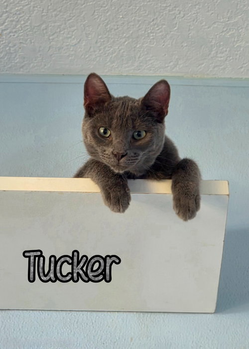 TUCKER - Domestic Short Hair available for adoption