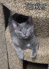 Tucker - Photo 4