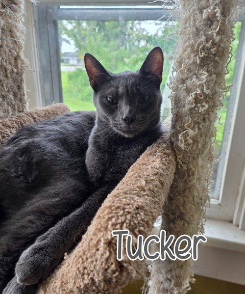 Tucker, a cat for adoption from Humane Society of Ottawa County