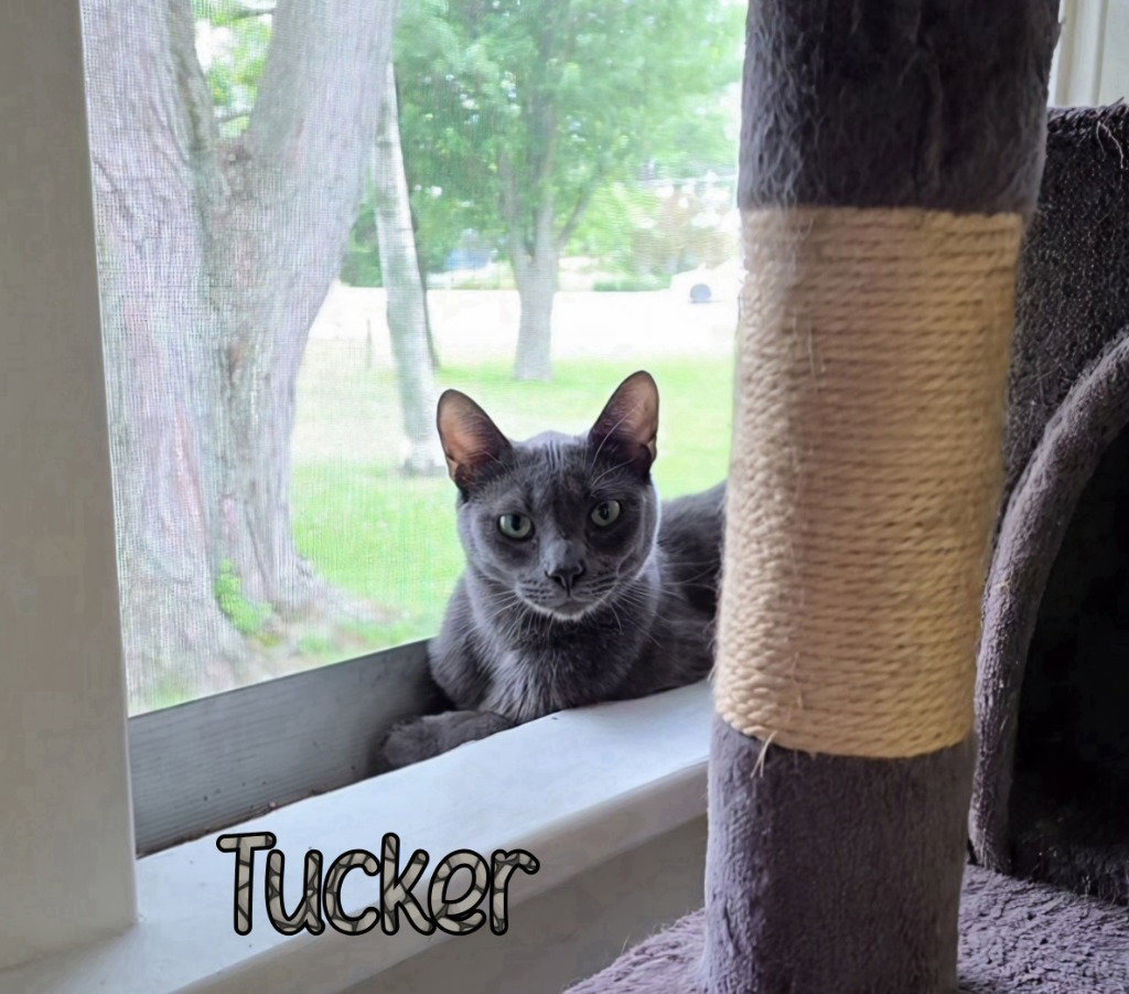 Tucker, photo 2