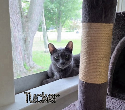 Photo 2 of Tucker