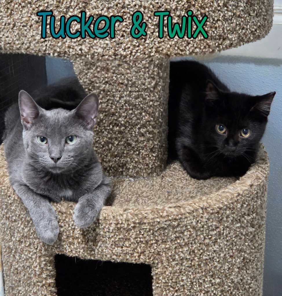Tucker, photo 4