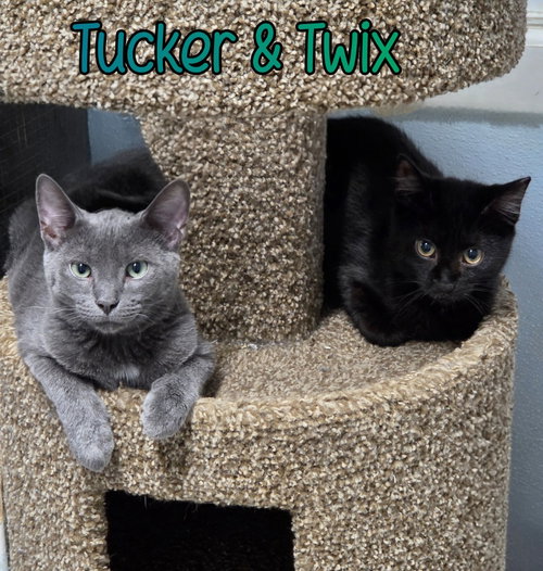 Photo 4 of Tucker
