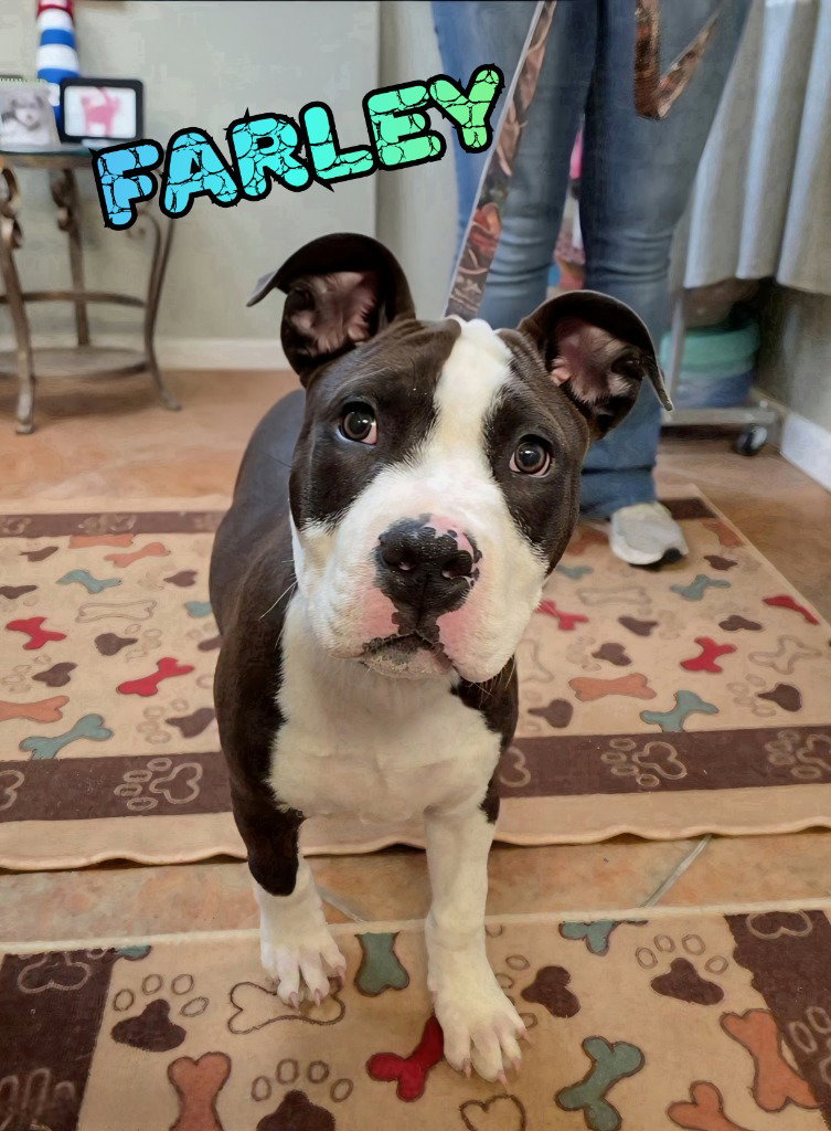 Farley Image