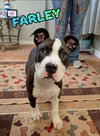 Farley - Photo 1