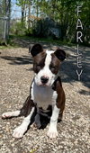 Farley - Photo 2
