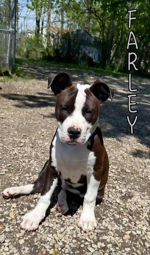 FARLEY - Pit Bull Terrier available for adoption
