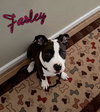 Farley - Photo 3