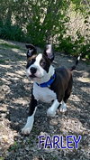 Farley - Photo 4