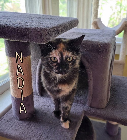 NADIA - Domestic Short Hair available for adoption