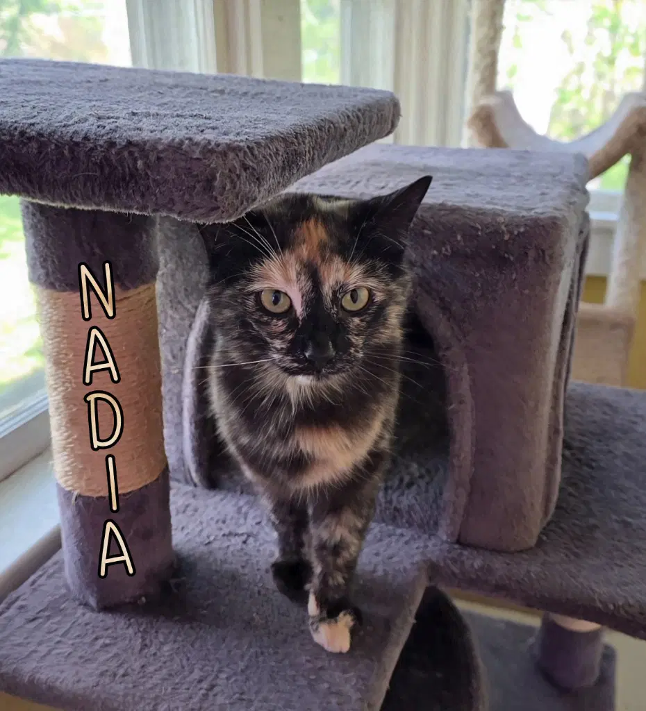Nadia - Domestic Short Hair