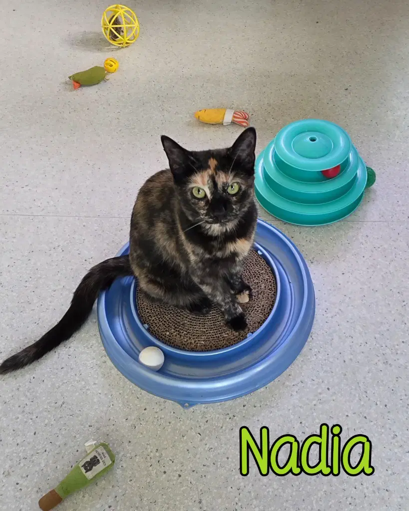 Nadia image 3