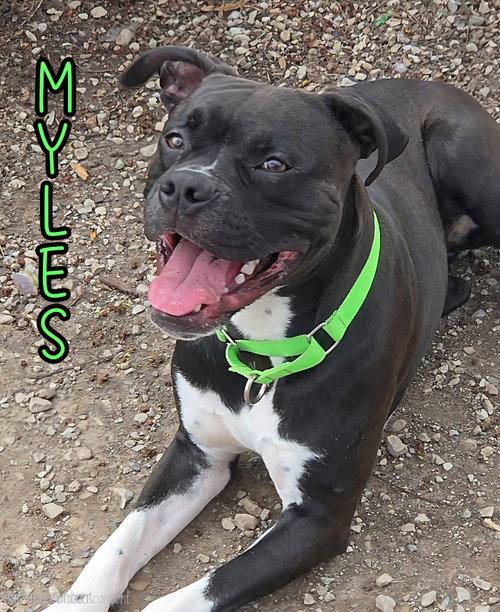 MYLES - Boxer available for adoption