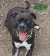 Myles - Photo 3
