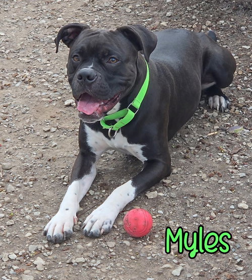 Myles, an adoptable Boxer in Port Clinton, OH