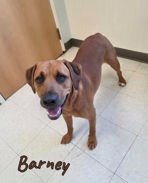 Barney, an adoptable Redbone Coonhound in Port Clinton, OH