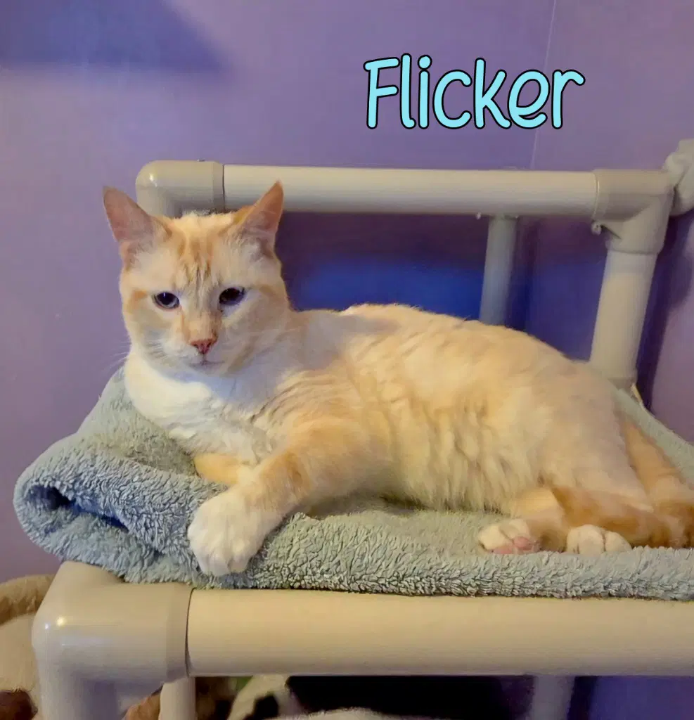 Flicker - Siamese