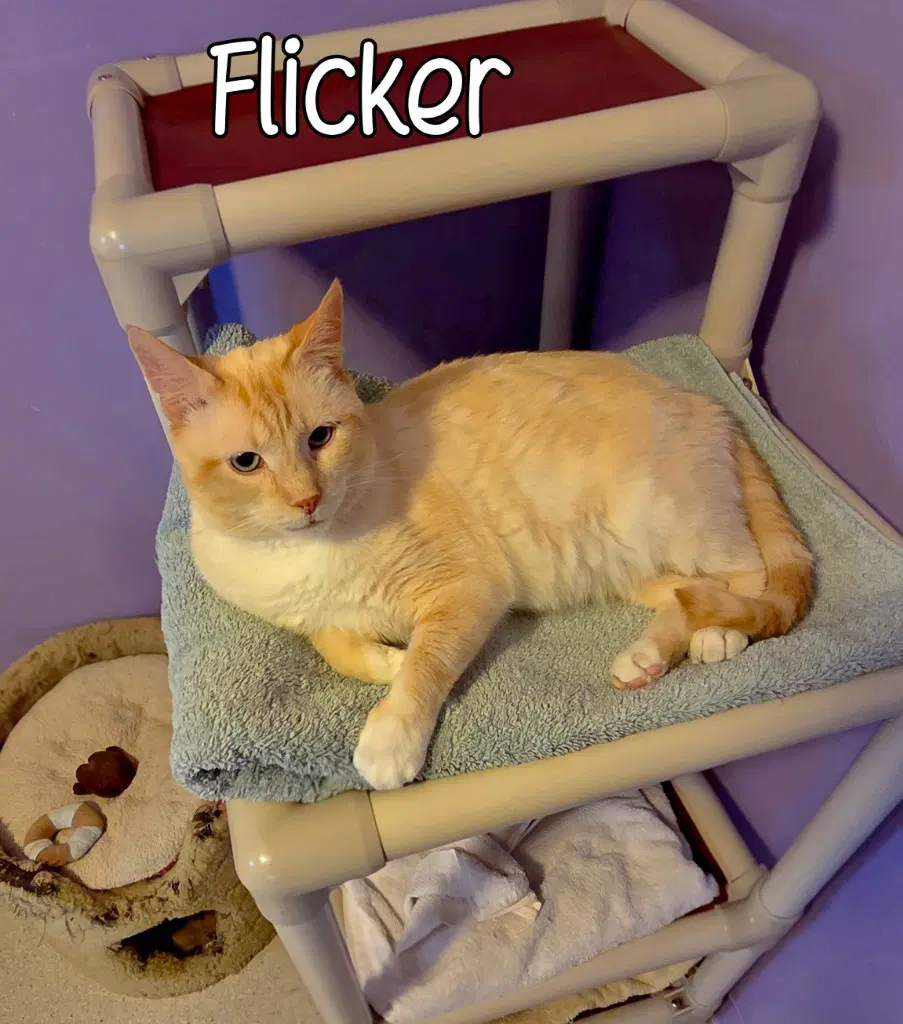 Flicker image 2