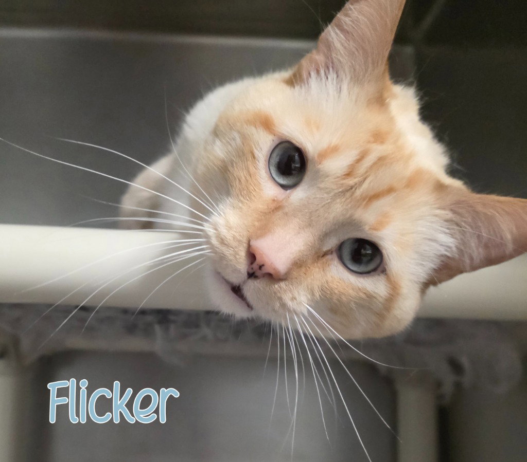Flicker, photo 3