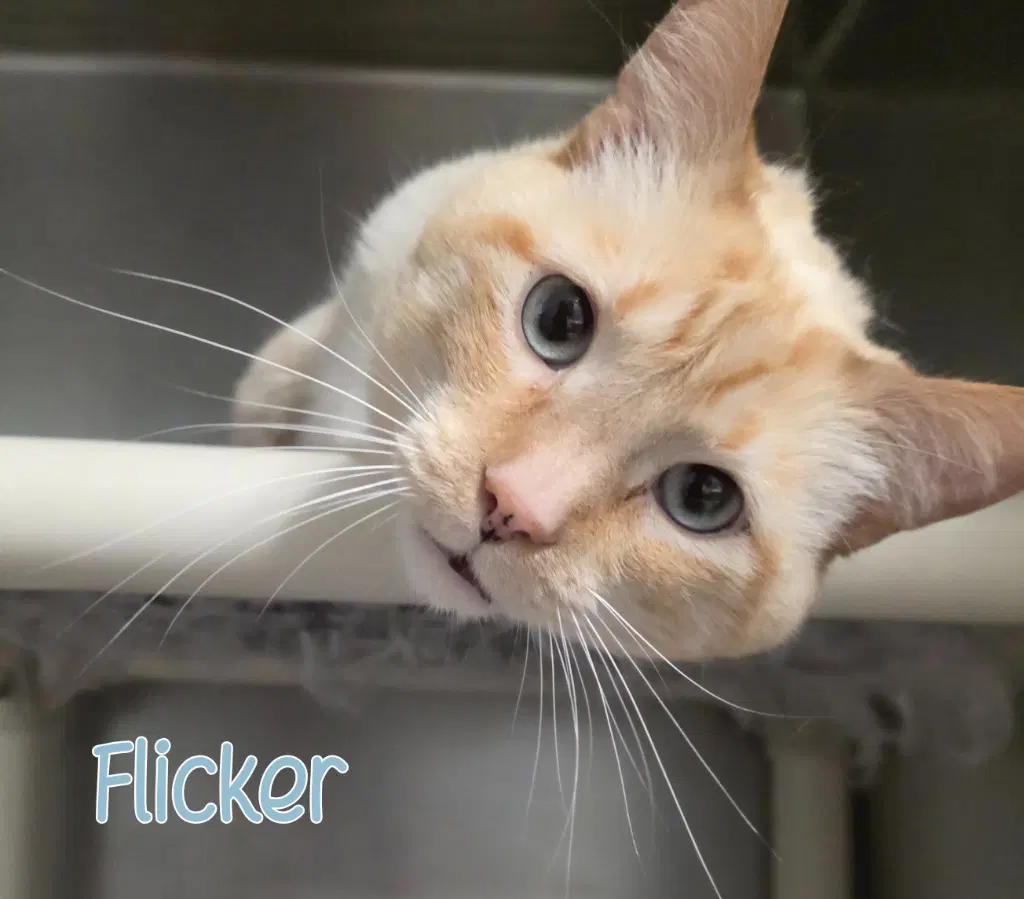 Flicker image 3