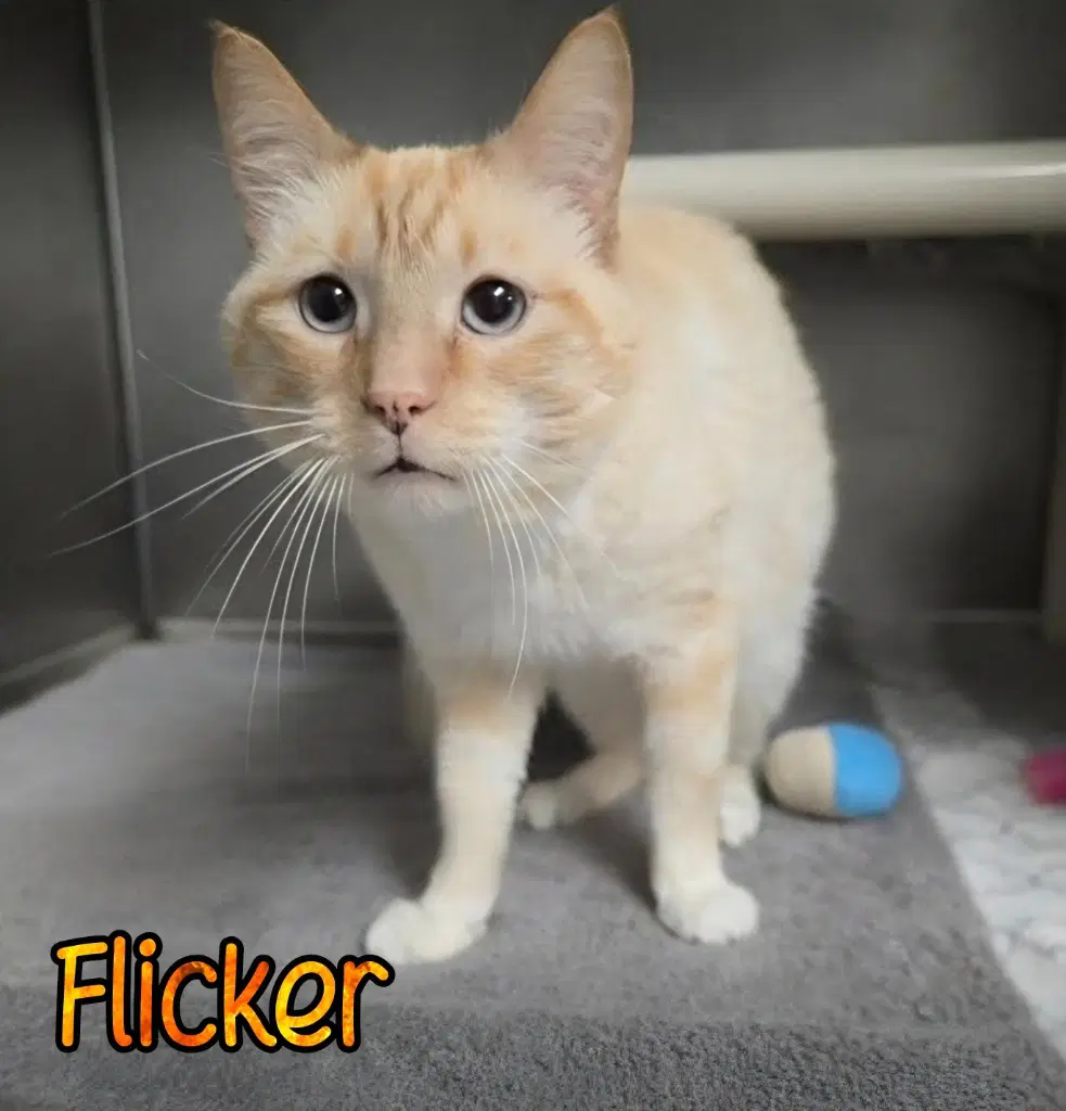 Flicker image 4