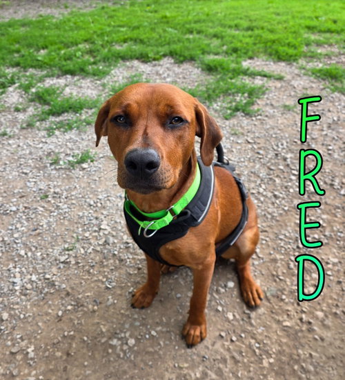 Fred, an adoptable Redbone Coonhound in Port Clinton, OH