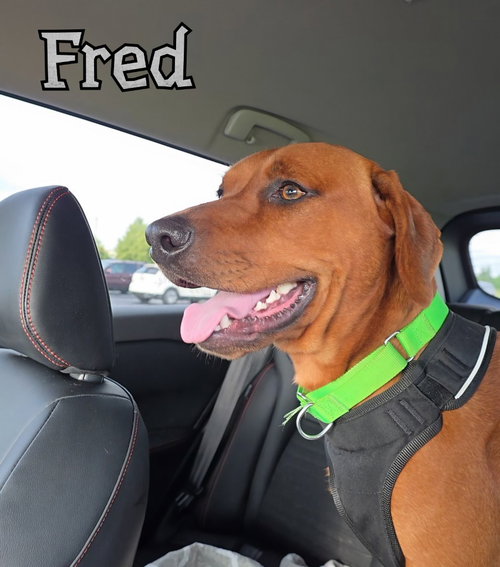 Photo 4 of Fred