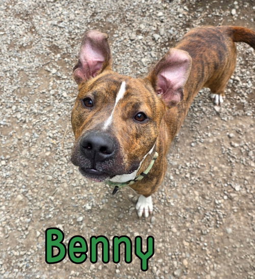 Benny photo 2