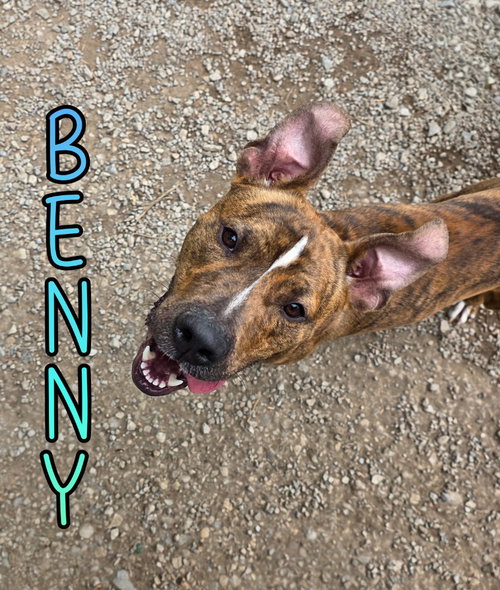 Benny photo 3