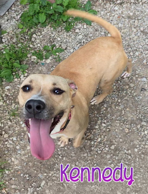 Kennedy, an adoptable Pit Bull Terrier in Port Clinton, OH