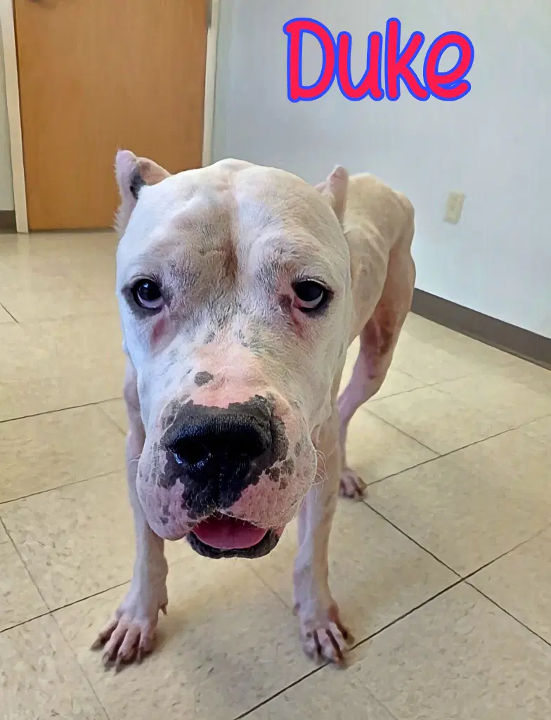 Duke - Dogo Argentino