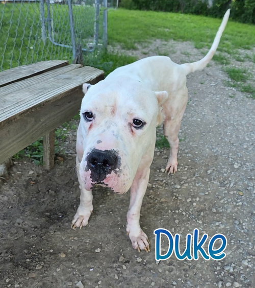 Duke photo 2