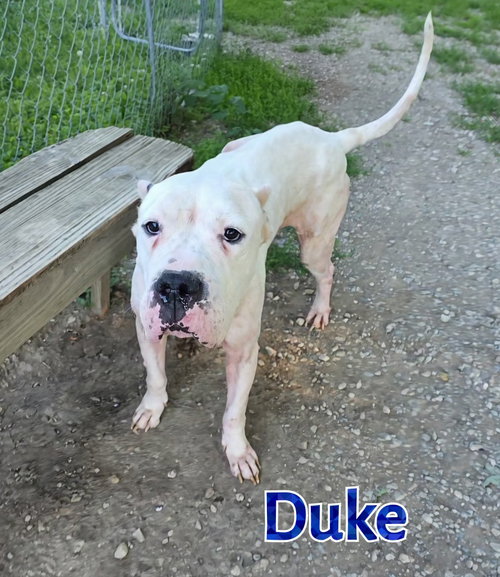 Duke photo 3