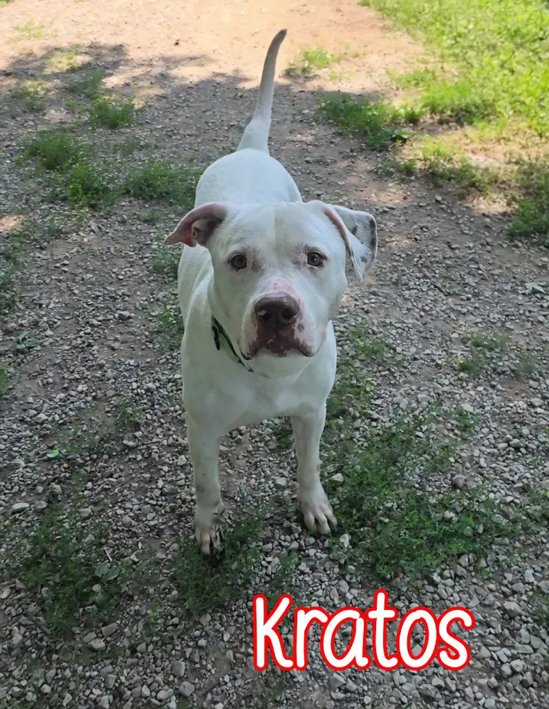 Kratos image 2