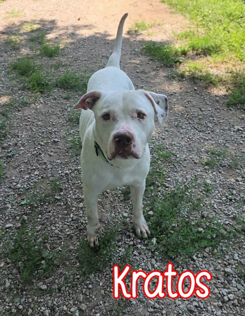 KRATOS - Pit Bull Terrier available for adoption