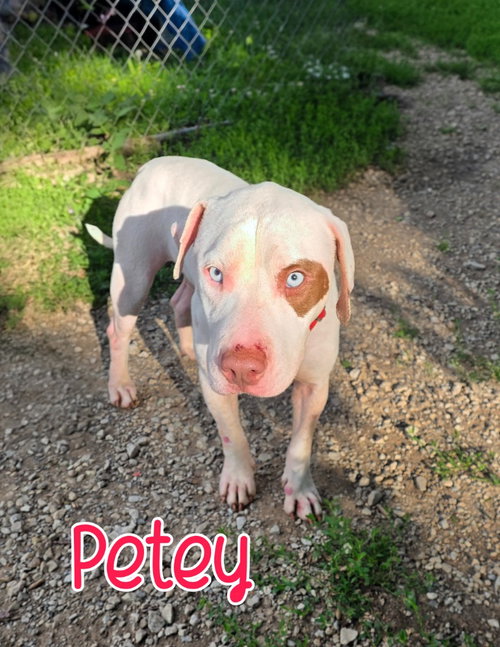 Petey, an adoptable Pit Bull Terrier in Port Clinton, OH