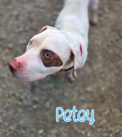 Petey photo 2