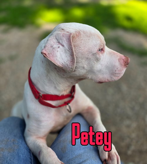 Petey photo 3