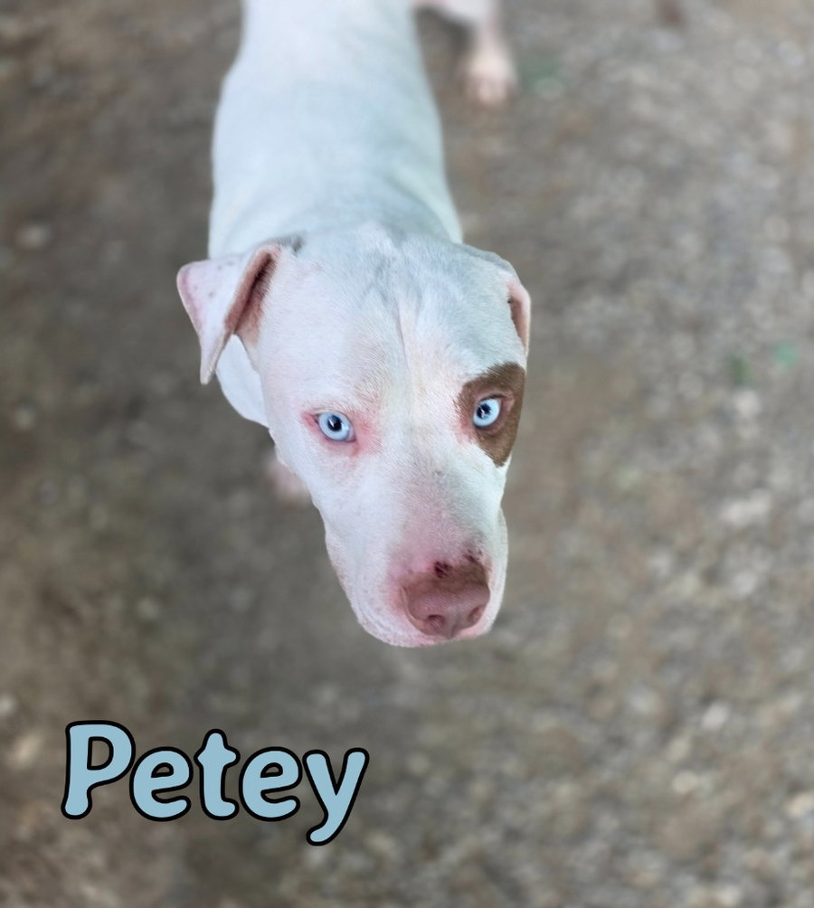 Petey