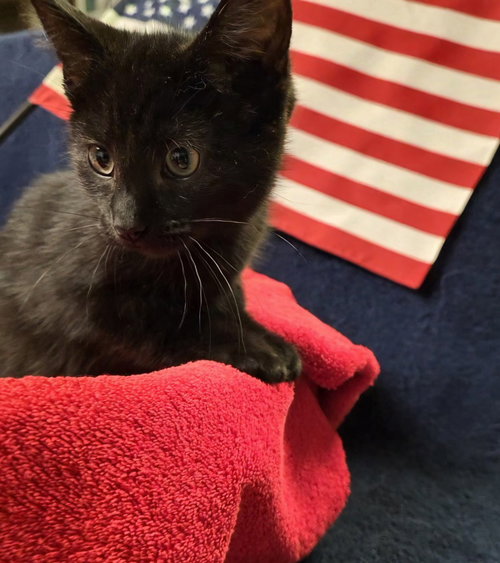 Cole, an adoptable Domestic Short Hair in Port Clinton, OH