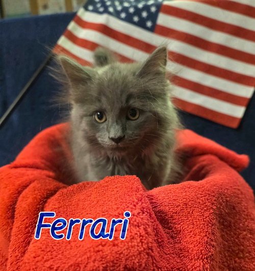 Ferrari, an adoptable Domestic Long Hair in Port Clinton, OH