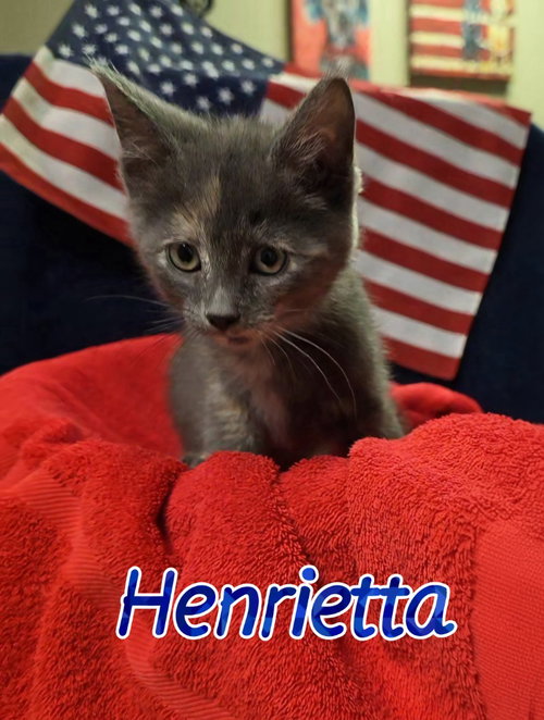 Henrietta, an adoptable Domestic Short Hair in Port Clinton, OH