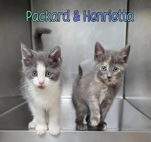 Henrietta photo 2