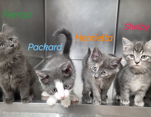 Henrietta photo 3