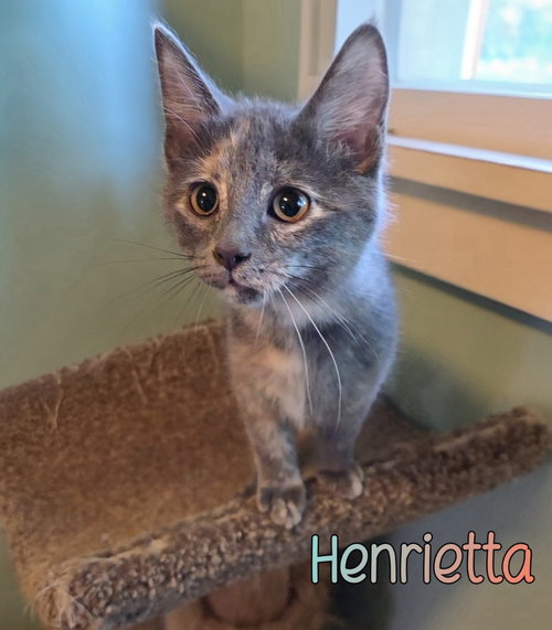 Henrietta, a cat for adoption from Humane Society of Ottawa County