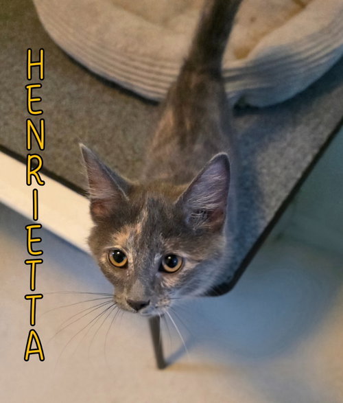 Photo 2 of Henrietta
